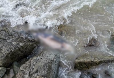 Мъртъв делфин е изваден от морето край Поморие след подаден