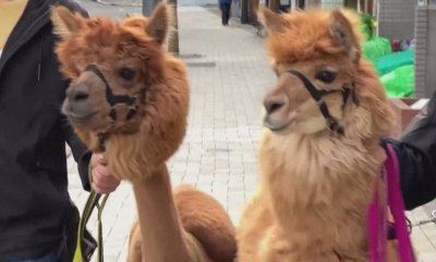 Двойка алпаки обраха овациите по улиците на Токио (ВИДЕО)
