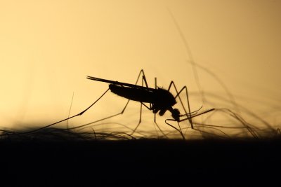 Нашествието на комарите се усеща особено силно през последните седмици