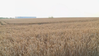 Защо България губи пазарите си на зърно?