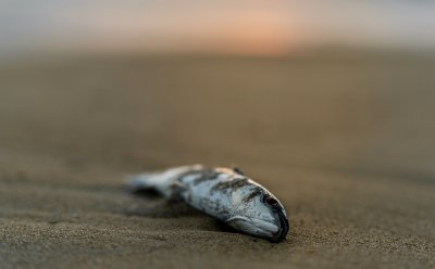 Няколко сигнала за умряла риба на брега и в морската
