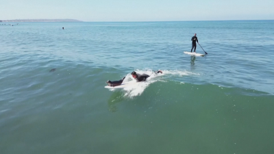 Бебе тюлен е най-новият сърфист в Сан Диего