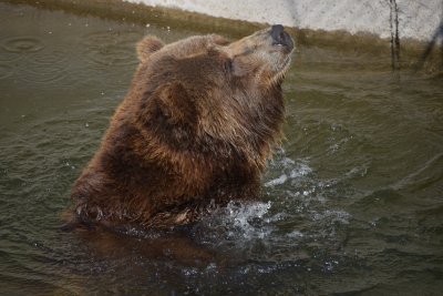 Софийският зоопарк разхлажда животните със сладоледени торти с плодове вода