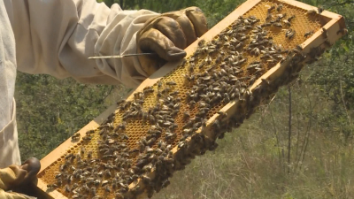 Високи добиви от мед очакват пчеларите от Югозападна България