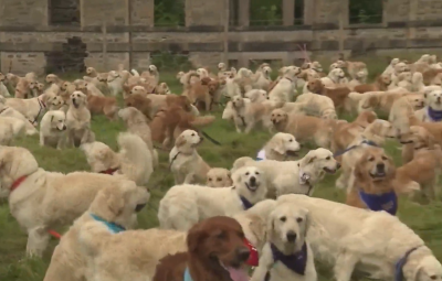 Стотици кучета и техните стопани в Шотландия отбелязаха рождения ден