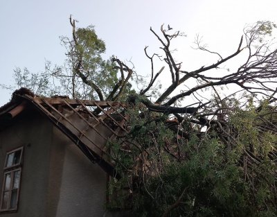 Паднали дървета и разрушения във Видинско и Врачанско след снощната буря