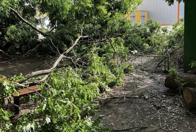 Бурята която връхлетя Видин към полунощ причини прекъсвания в електрозахранването