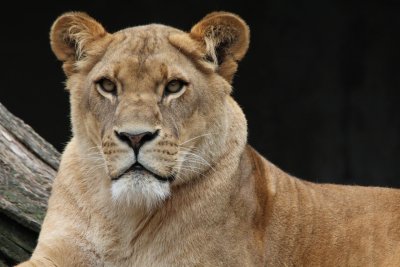Полицията издирва избягал лъв в предградие на Берлин (СНИМКИ)