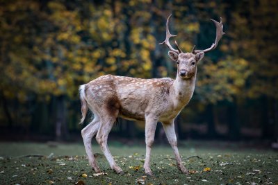 Откриха убит благороден елен в горското стопанство край Върбица