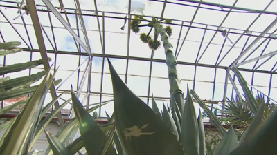 Ценно растение в Лестър разцъфтя за пръв път от 30 години