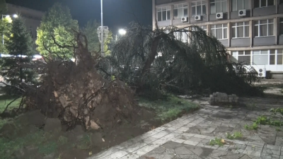 Буря в Харманли изкорени дървета и нанесе щети