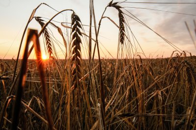 Европейският съюз търси възможности за превоза на повече украинско зърно
