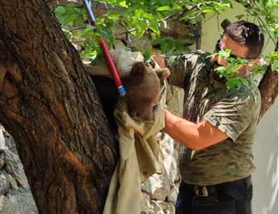 Горски служители и природозащитници спасиха малко мече край село Костенец