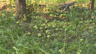 Градушка унищожи овощните насаждения в петрички села