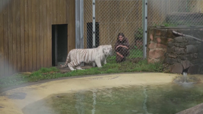 Рядко бяло тигърче спасено в Чехия намери нов дом в