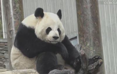 Лежерният следобед на гигантска панда внезапно беше смутен от малък