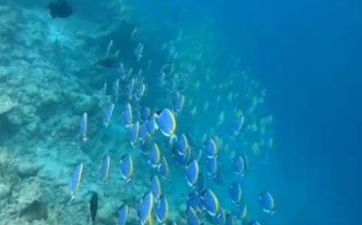 "Европейци": Екип от малтийски учени спасява изчезващи видове риба