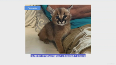 Разследване на БНТ: В интернет продават диви котки, забранени за отглеждане от частни лица у нас
