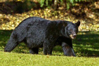 Заловиха мечка крадец, системно влизала в домове в Калифорния