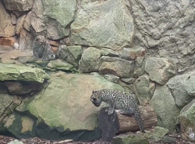 Рядък вид персийски леопардчета се родиха в централния полски зоопарк