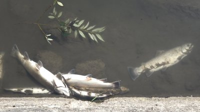 Изпускане на отпадни води е причината за измирането на риба в река Черна в Смолян