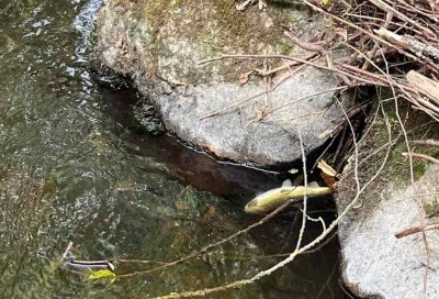 Мъртва риба изплува в река Черна в смолянския квартал Устово