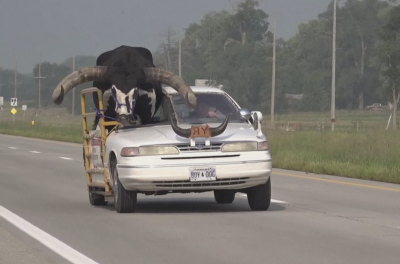 Бик в колата смути пътуващи в района на Норфолк (ВИДЕО)