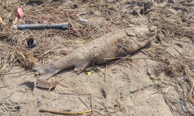 Откриха сладководна риба на плажа край къмпинг Оазис