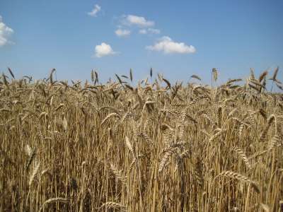 Три страни наложиха едностранно забрана на вноса от Украйна на 24 селскостопански продукта