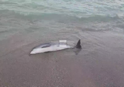 Морето изхвърли на брега мъртъв делфин Кадрите засне наш зрител на