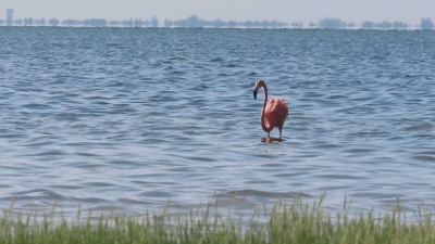 Как изчезналият в Северна Америка вид розово фламинго попадна в Тексас