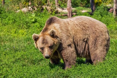 Екоминистърът с коментар след сигнал от граждани за набези на мечки
