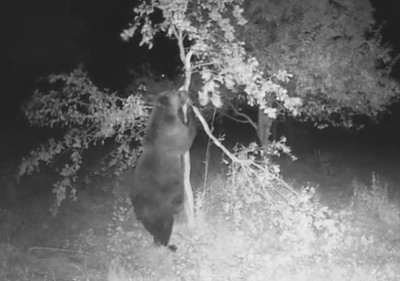 Как се справят с набезите на мечки в Габровско?
