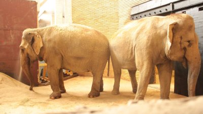 Две индийски слоници пристигнаха в столичния зоопарк (СНИМКИ/ВИДЕО)