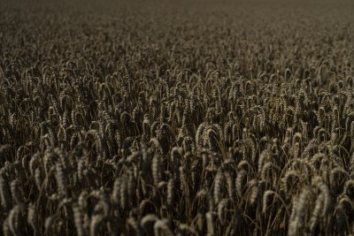 Румъния няма да внася украинското зърно още 30 дни