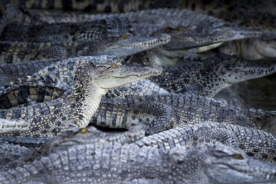 Властите в Китай заловиха 66 от общо 71 крокодила които