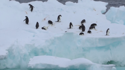 Все по тревожно е влиянието на глобалното затопляне върху Антарктида Смущаваща