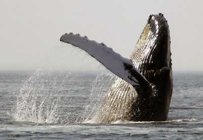 Морските бозайници които живеят във водите на САЩ са изправени