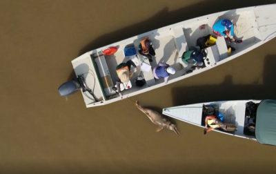 Тежката суша и горещините убиват делфините в Амазонка
