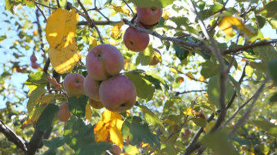 Каква е реколтата от ябълки в Кюстендилско