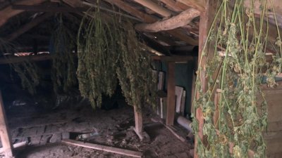 25 килограма канабис са били задържани във великотърновското село Ново