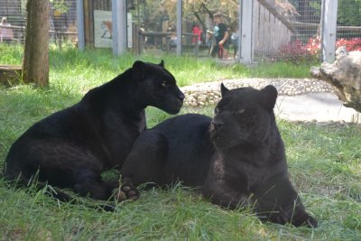 Столичният зоопарк честити петък 13 и със снимки на черните ягуари