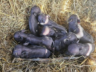 Осем мини виетнамски прасета се родиха в зоопарка в Бургас (СНИМКИ)