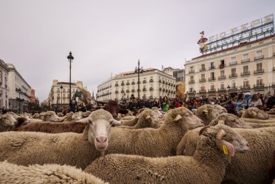 Блеещи овце замениха надуващите клаксони автомобили по улиците на Мадрид