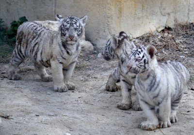 Четири бенгалски тигърчета радват посетителите в Зоопарка във Варна (Снимки)