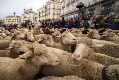 Овце изпълниха улиците на Мадрид, следвайки древен пастирски маршрут (Снимки)