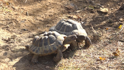 Спасителен център с над 200 костенурки е застрашен от затваряне