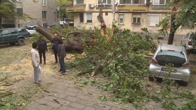 След поредния случай на паднало дърво: Община Пловдив не смогва да обработва сигналите навреме