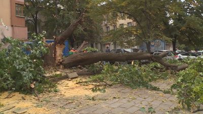 Голямо дърво падна тази нощ в центъра на Пловдив За