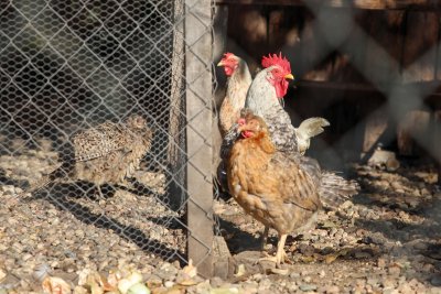 Унищожават близо 400 000 кокошки в стопанство в Дебелец заради птичи грип